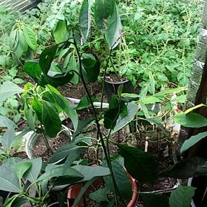Avocado plants
